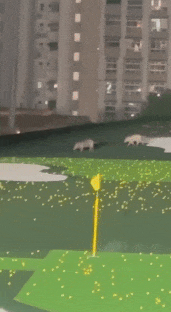 wild boars golf range kancil