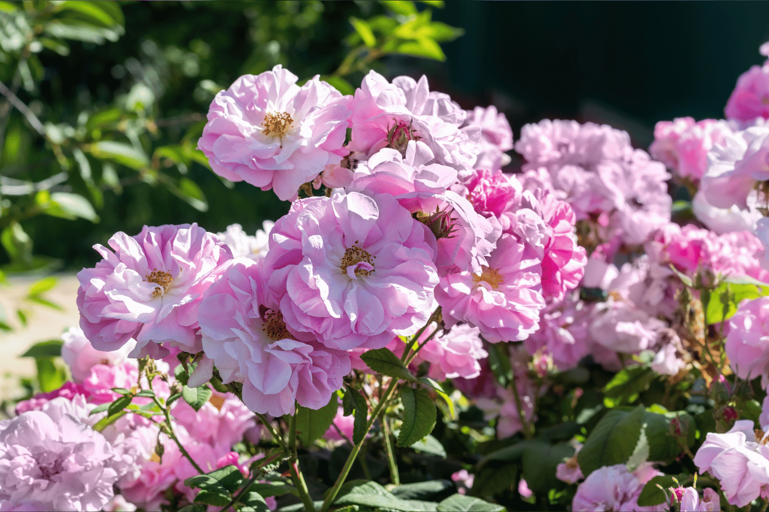 holistic way rose collagen