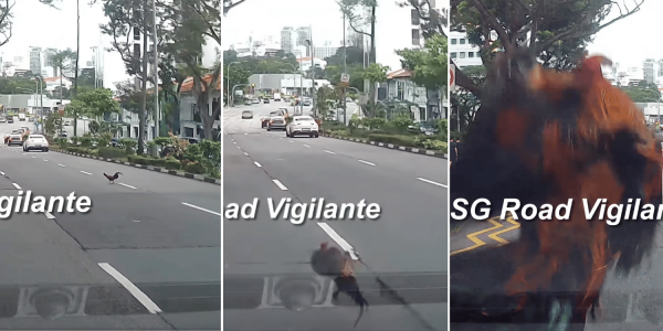 Chicken struck by car while jaywalking on Cantonment Road