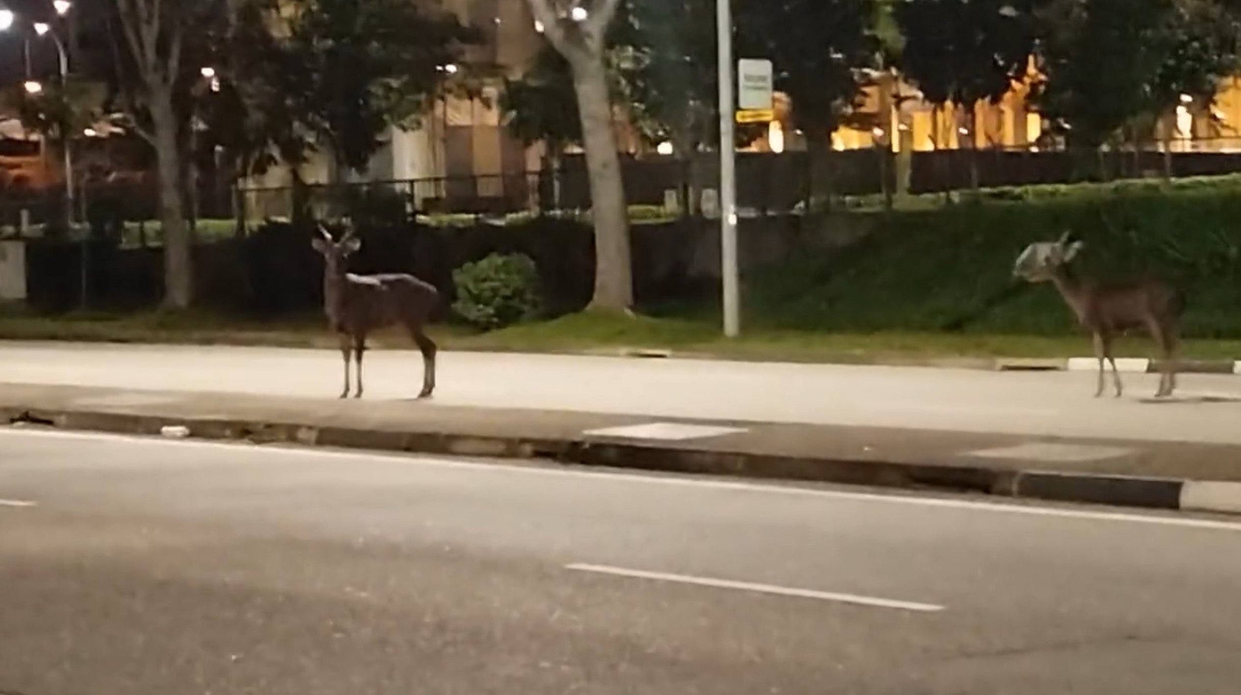 sambar deer road